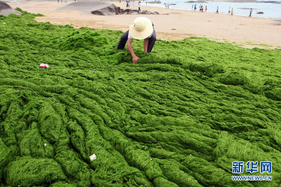 6月10日，山東日照市萬平口景區(qū)管理部門組織工作人員在清理海灘上的滸苔。