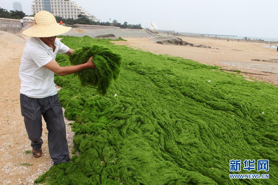 6月10日，山東日照市萬平口景區(qū)管理部門組織工作人員在清理海灘上的滸苔。