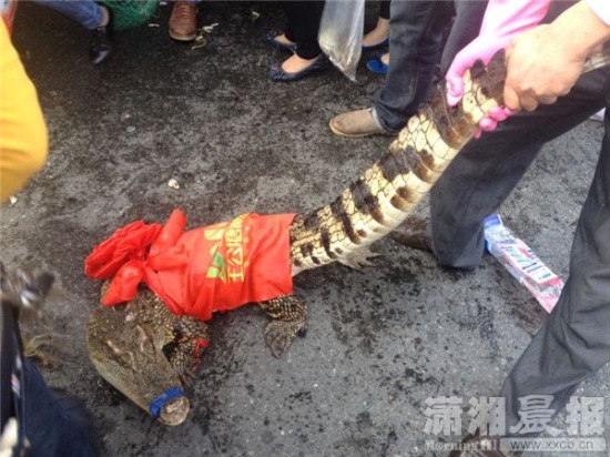 車上的鱷魚爬上路面。記者 向帥