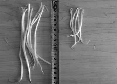 “黑作坊”制售的豆芽（左）和超市銷售的豆芽（右）長度形成鮮明對比。