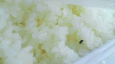 陸先生在高鐵上購(gòu)買的“梅菜扣肉套餐”盒飯。盒飯中的米飯上有芝麻狀的黑色小蟲。