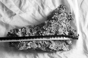 1月30日，新疆青河縣牧民別熱克·薩吾特意外撿到重7.85公斤左右的一塊狗頭黃金