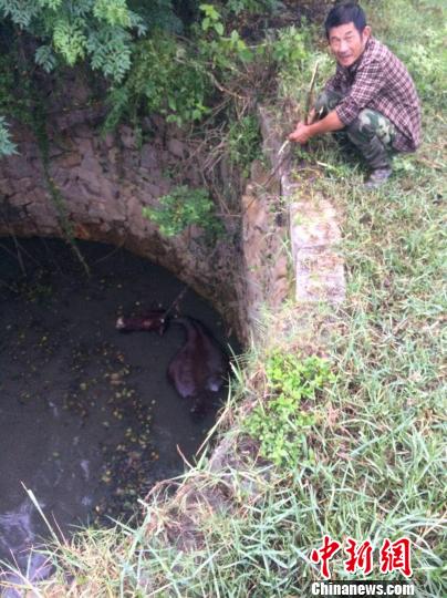 圖為大水牛掉進(jìn)13米深坑，民警消防灌水施救。