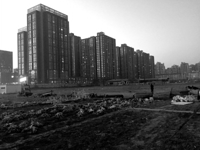 荒地上除堆放一些雜物外，還被附近居民種上了一片大白菜。