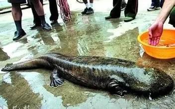 桂林現(xiàn)5千天價(jià)魚 顧客還沒(méi)說(shuō)要魚就被摔死