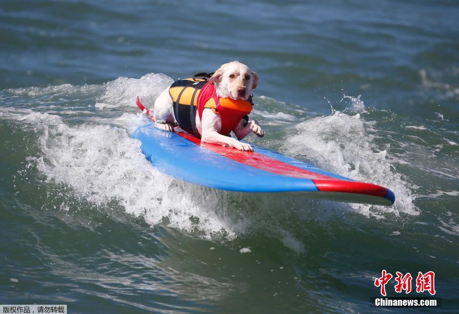 美國狗狗沖浪大賽 汪星人乘風(fēng)破浪帥氣十足