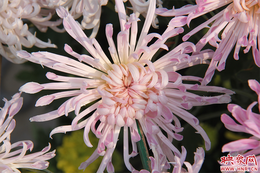 菊花綻放美麗。