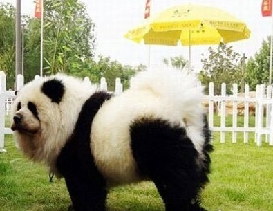 意大利馬戲團(tuán)將松獅犬染成熊貓賺錢(qián)