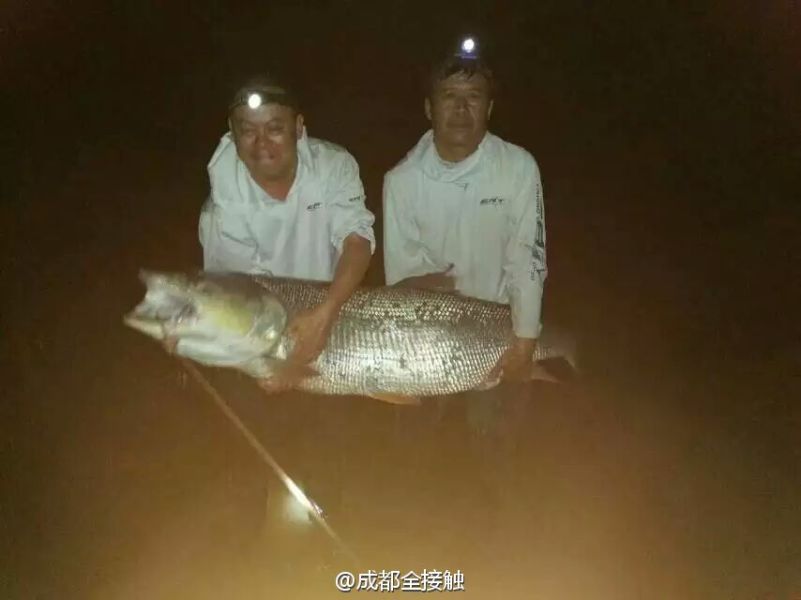 　圖為大魚需要兩個人抱起。