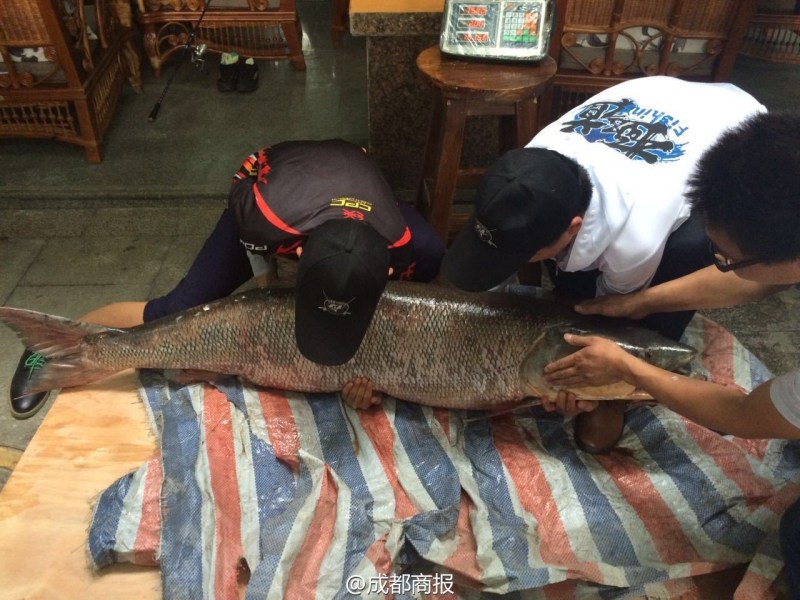 圖為父子倆翻動大魚。