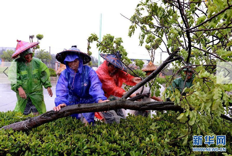  8月8日，工人在福建省石獅市公路邊清理被大風吹倒的樹木。