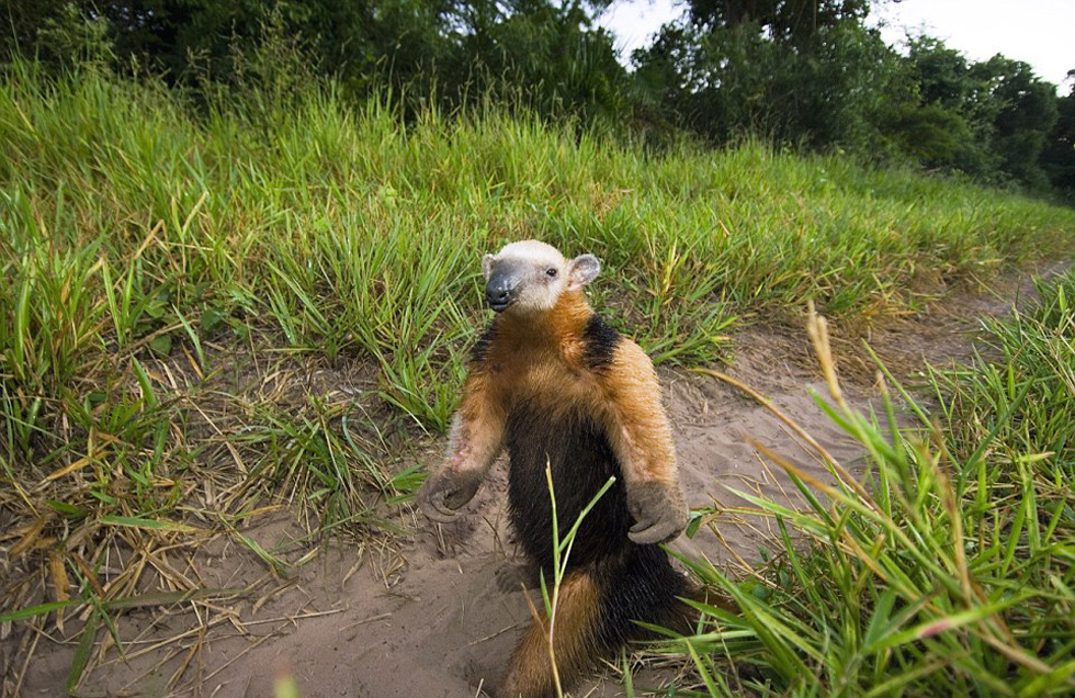 這頭食蟻獸站起來是想在車前顯得自己更高大一點(diǎn)。（網(wǎng)頁截圖）