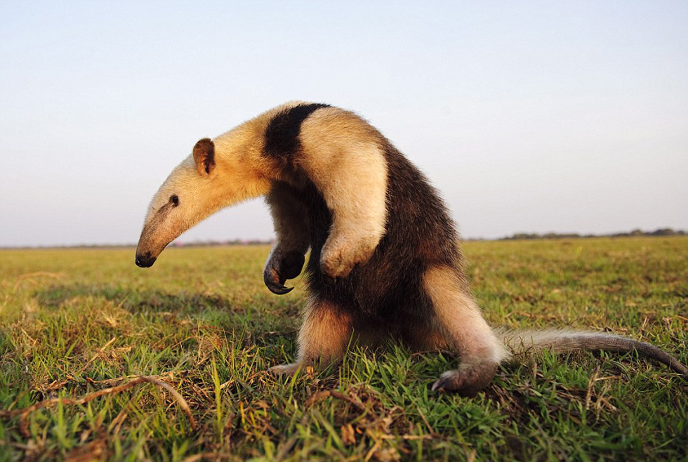 勇敢的食蟻獸。（網(wǎng)頁截圖）