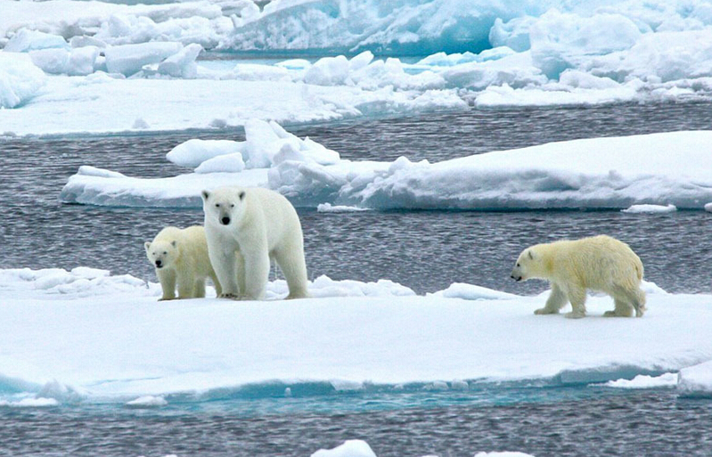 北極熊寶寶突然向后滑倒，摔了個四腳朝天
