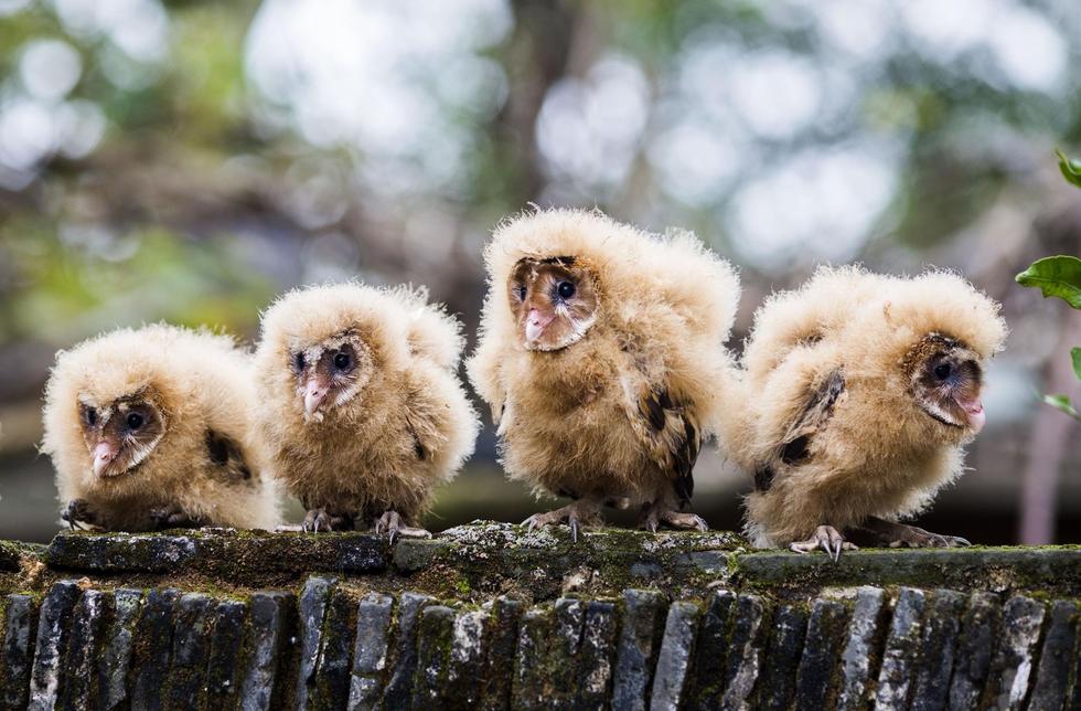 日前，九江市都昌縣蔡嶺鎮(zhèn)的曹女士上山采茶籽時(shí)，撿到5只可愛(ài)的雛鳥(niǎo)。經(jīng)野保工作人員鑒定，這5只雛鳥(niǎo)為國(guó)家二級(jí)野生保護(hù)動(dòng)物猴面鷹，目前已被送往鳥(niǎo)類保護(hù)組織進(jìn)行救護(hù)。