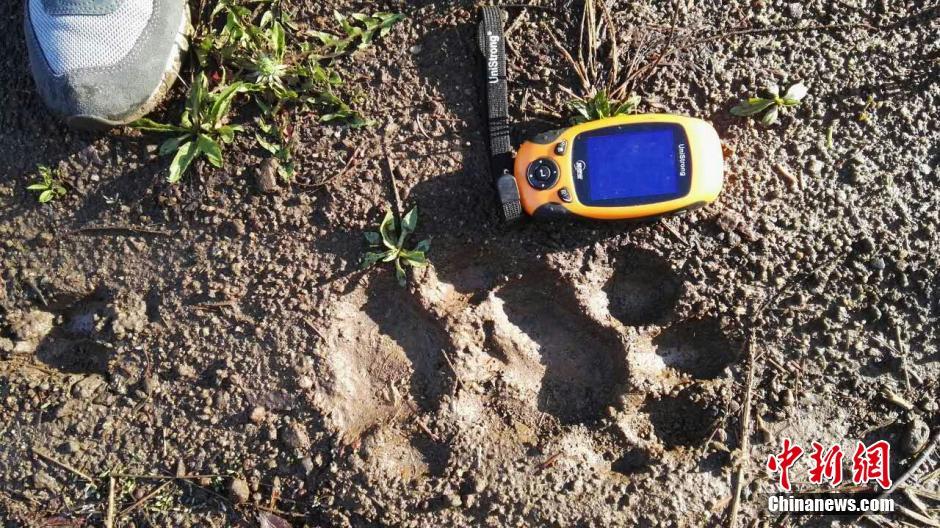 黑龍江老爺嶺保護(hù)區(qū)多次拍到野生東北虎、豹影像