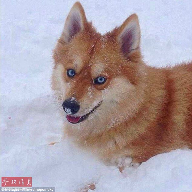 狐貍還是狗？藍(lán)眼睛萌寵走紅網(wǎng)絡(luò)