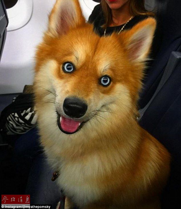 狐貍還是狗？藍(lán)眼睛萌寵走紅網(wǎng)絡(luò)