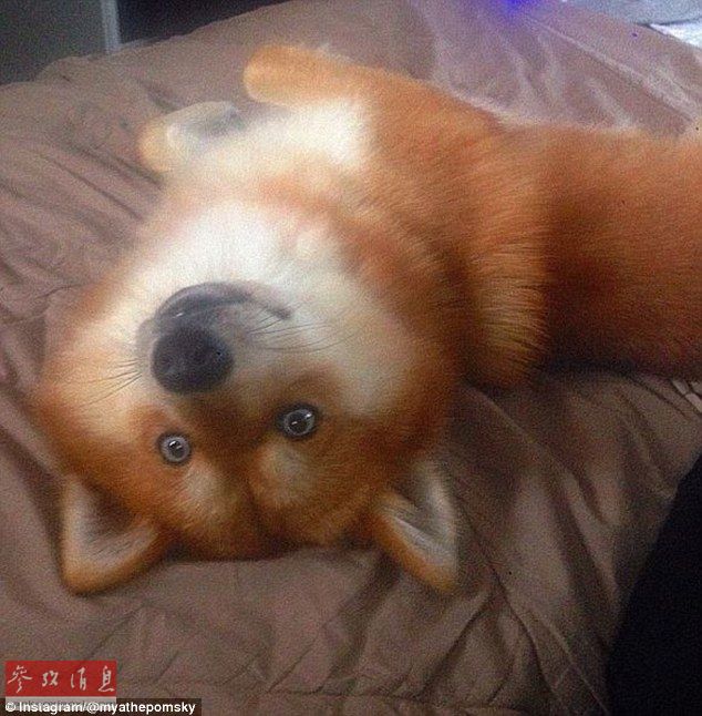 狐貍還是狗？藍(lán)眼睛萌寵走紅網(wǎng)絡(luò)