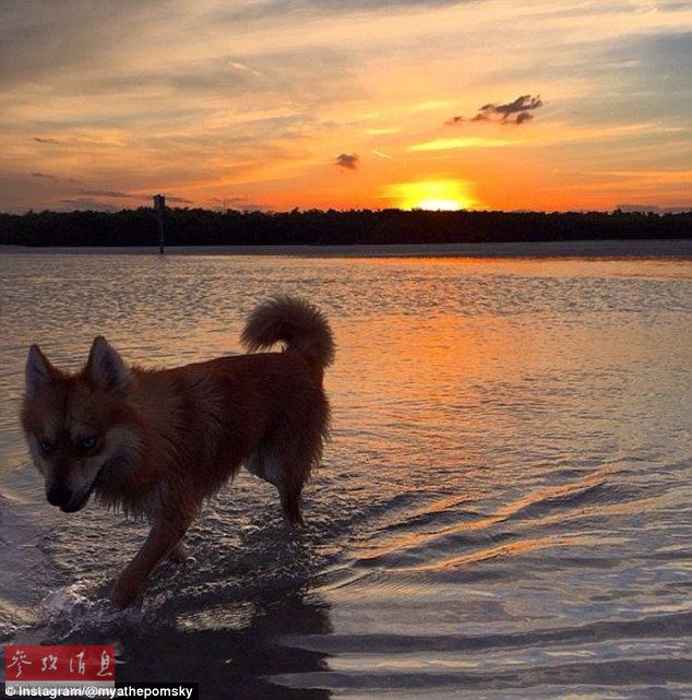 狐貍還是狗？藍(lán)眼睛萌寵走紅網(wǎng)絡(luò)