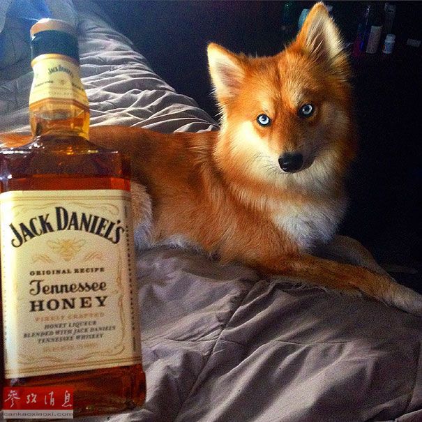 狐貍還是狗？藍(lán)眼睛萌寵走紅網(wǎng)絡(luò)