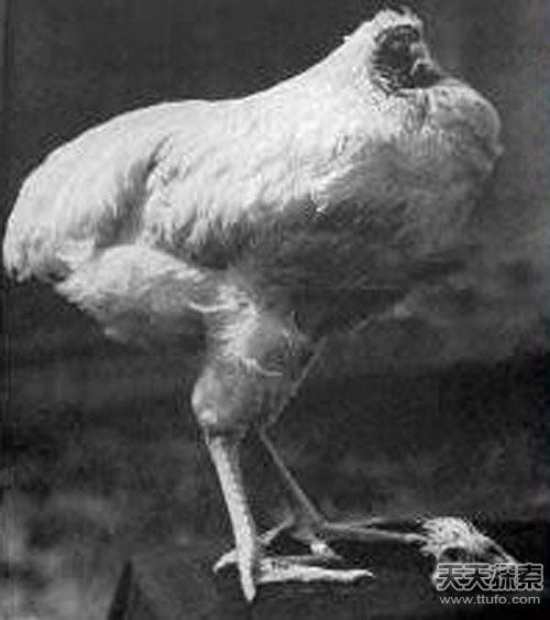 美國一公雞被砍頭后奇跡存活18個月(圖) 美國一公雞被砍頭后奇跡存活18個月(圖)