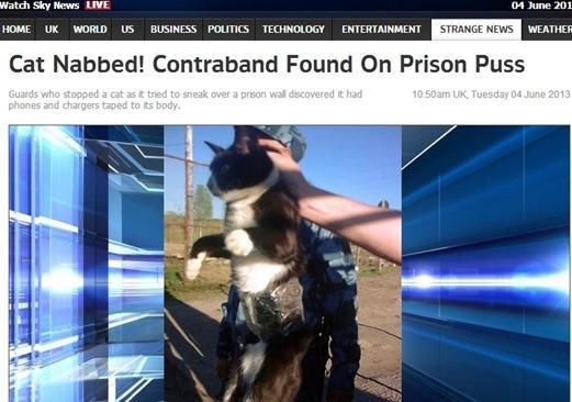 資料圖：2013年，俄羅斯獄警也曾抓獲身負(fù)手機(jī)和充電寶的貓，它本想混進(jìn)俄羅斯科密地區(qū)一座監(jiān)獄