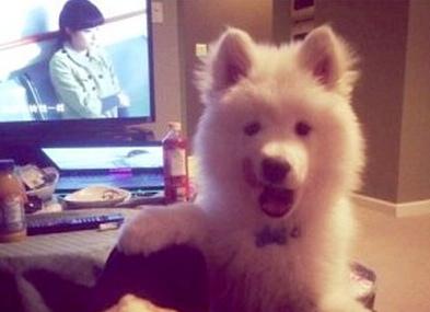 已經(jīng)被他人領(lǐng)養(yǎng)的Bosco。（加拿大《世界日報》援引CBC）