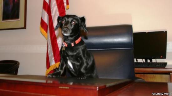 美國(guó)一婦女在國(guó)會(huì)山被寵物狗咬傷索賠20萬(wàn)美元 美國(guó)一婦女在國(guó)會(huì)山被寵物狗咬傷索賠20萬(wàn)美元