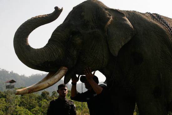 圖為大象巡邏隊(duì)里的大象。來(lái)源：法新社。