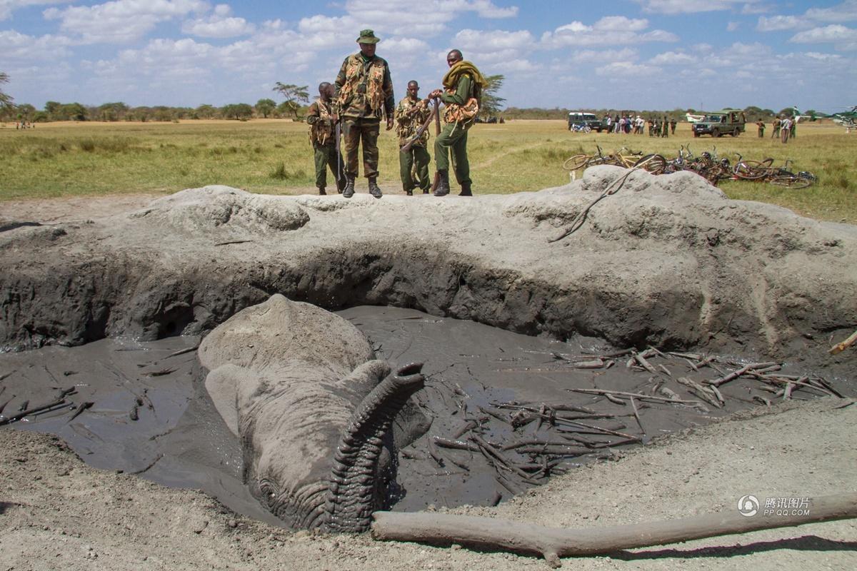 肯尼亞用挖掘機救身陷泥坑大象 肯尼亞用挖掘機救身陷泥坑大象