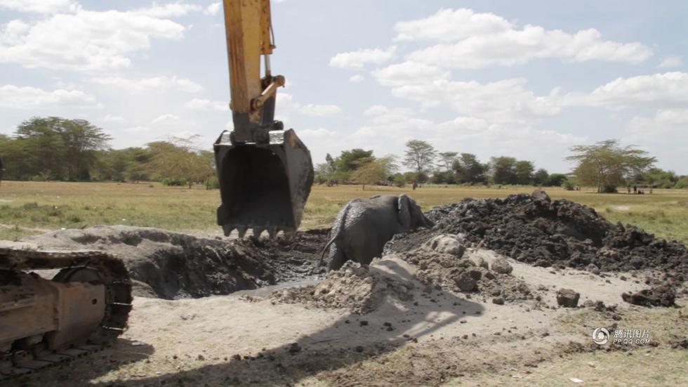 肯尼亞用挖掘機救身陷泥坑大象 肯尼亞用挖掘機救身陷泥坑大象