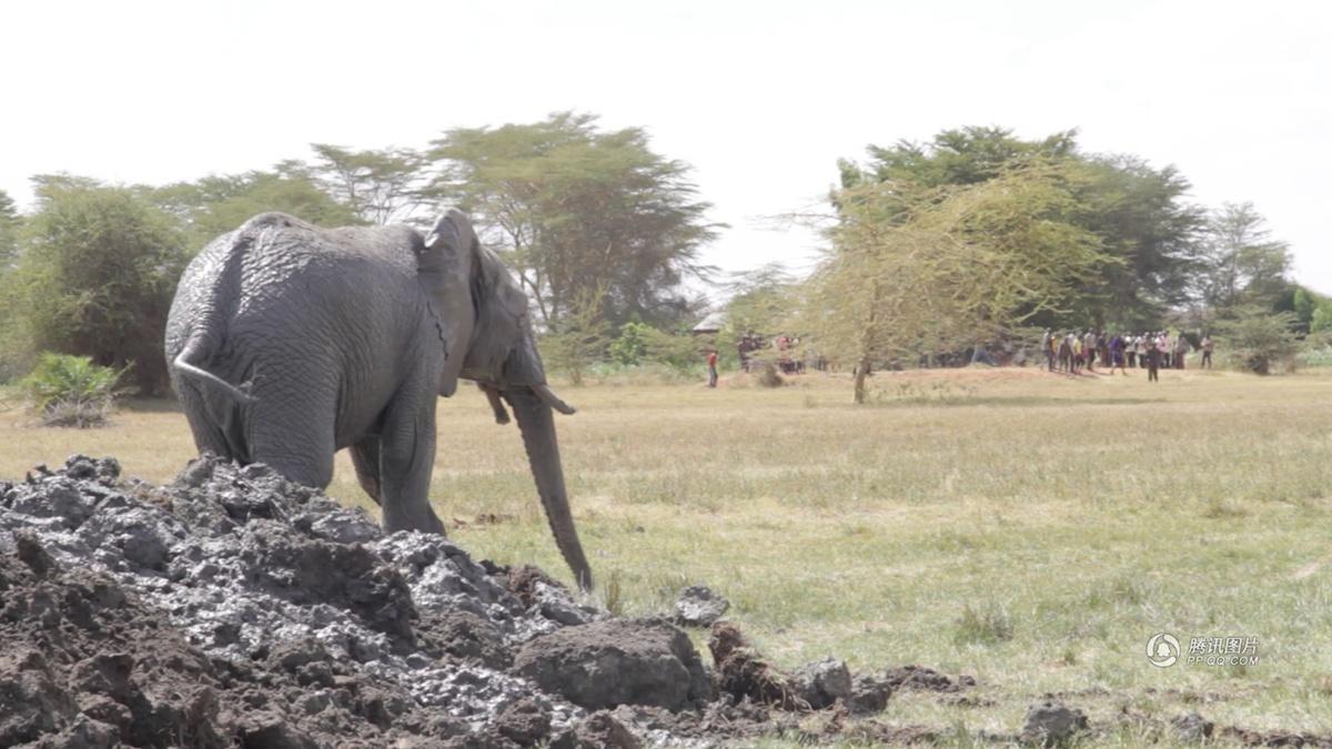 肯尼亞用挖掘機救身陷泥坑大象 肯尼亞用挖掘機救身陷泥坑大象