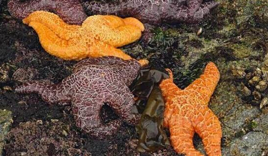 近2年來，估計(jì)有百萬(wàn)只海星自殺（臺(tái)灣中時(shí)電子報(bào)）