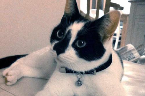 “貪玩”寵物貓失蹤1個(gè)月現(xiàn)身豪華游輪“度假”