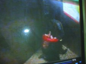 男子將侯某撲倒，侯某反抗。