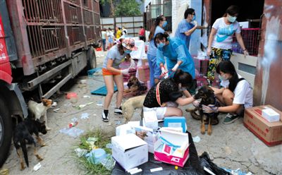 昨日下午，志愿者對攔截下來的狗逐一檢查，分類進(jìn)行管理。新京報記者 吳江 攝