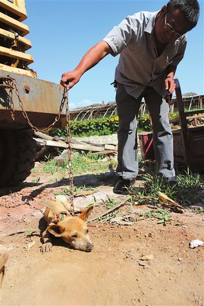 西夏區(qū)農牧局工作人員在仔細觀察該動物。