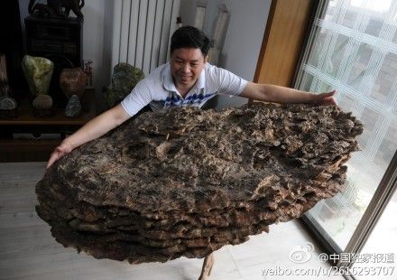 河北發(fā)現(xiàn)罕見(jiàn)野生靈芝 河北發(fā)現(xiàn)罕見(jiàn)野生靈芝