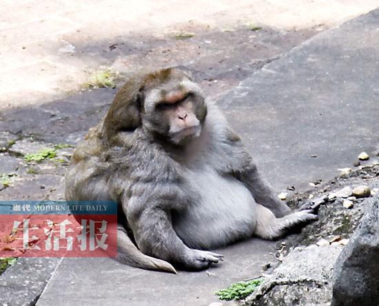 廣西藥用植物園梅花鹿暴瘦 網友展開拯救行動(圖)