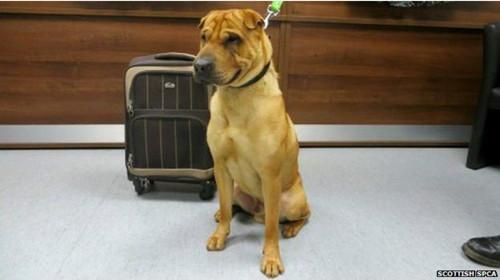 蘇格蘭動(dòng)物權(quán)益慈善組織已經(jīng)通過(guò)芯片查出這只小狗的名字叫凱。