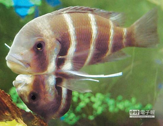 這對連體魚上面的哥哥體型較大，約是下面弟弟的2倍