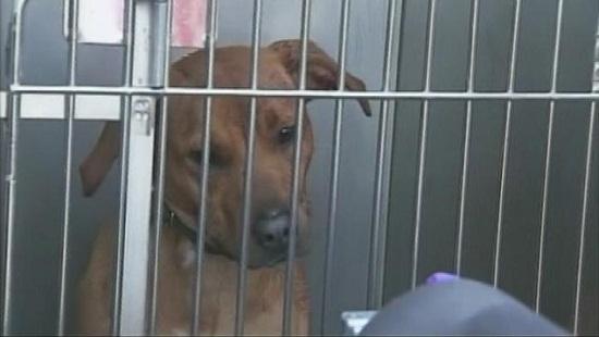 圖為當(dāng)時(shí)襲擊艾琳的兩只惡犬其中之一。