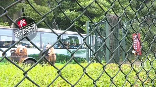 2女1男為逃票翻墻進(jìn)動物園 落地時周圍站了7只虎