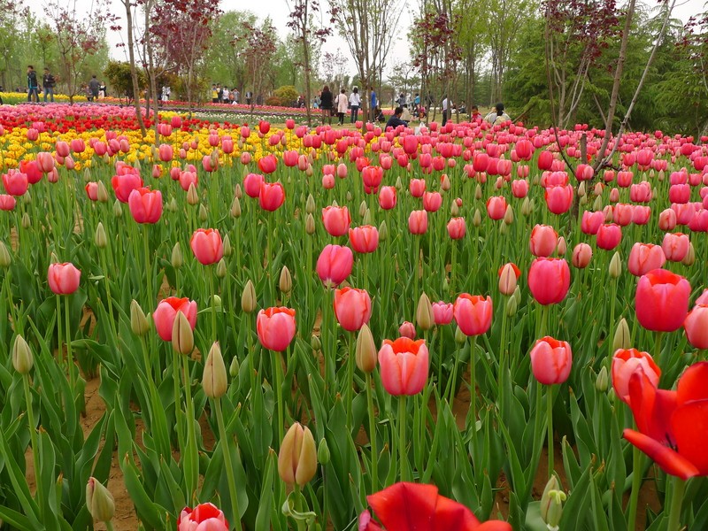 粽子節(jié)遇上兒童節(jié)，你想好去哪了么？