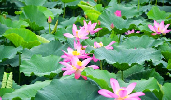 第八屆中國(guó)·淮陽(yáng)龍湖賞荷旅游月開(kāi)幕 為期兩個(gè)月 第八屆中國(guó)·淮陽(yáng)龍湖賞荷旅游月開(kāi)幕 為期兩個(gè)月