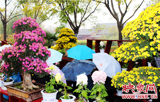 天好、花美 中國開封第32屆菊花文化節(jié)延長(zhǎng)一周