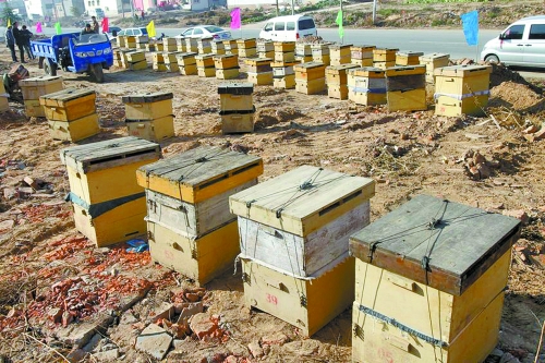這些蜜蜂箱沿路依次擺放,綿延近千米。