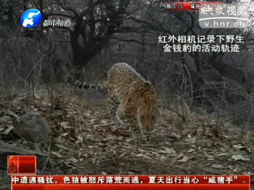 萌萌噠！濟(jì)源首次拍到金錢豹