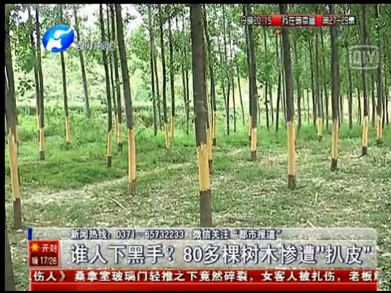 80多棵樹被“扒皮” 誰痛下黑手？